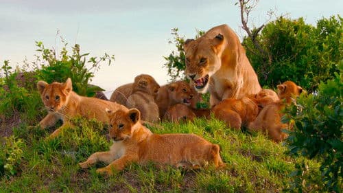 Brotherhood of Lions Bild 1