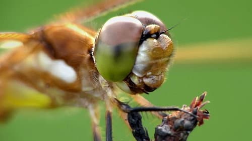 Die Natur und ihr Netzwerk der Wohltäter Bild 1