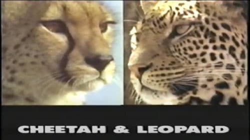 Predators of the Wild: Cheetah and Leopard Bild 1