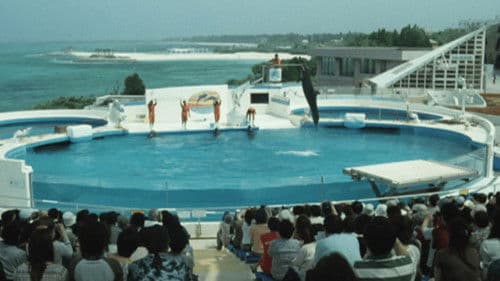 ドルフィンブルー フジ、もういちど宙へ Bild 1