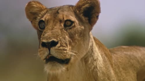 Das Gesetz der Löwen Bild 4