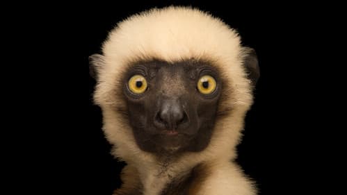 Rare: Creatures of the Photo Ark Bild 8