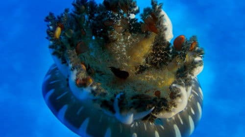 Wonders of the Sea Bild 2