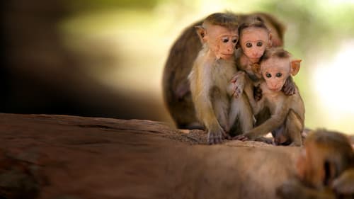 Wildes Sri Lanka Bild 2