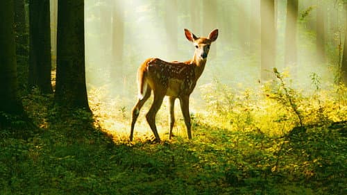 Bambi - Eine Lebensgeschichte aus dem Walde Bild 3