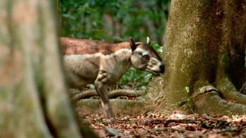 Die Erben der Saurier - Im Reich der Urzeit Bild 7