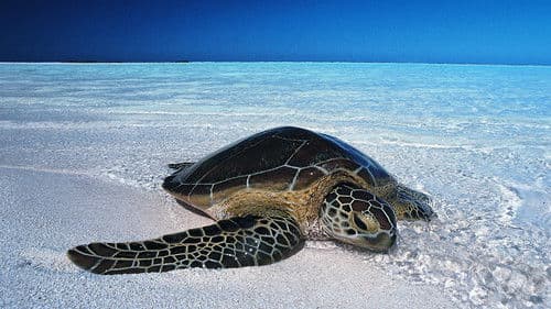 Unsere Ozeane Bild 3