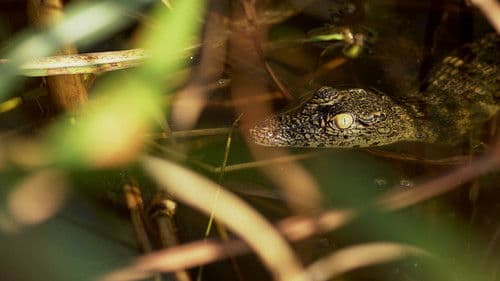 Afrikas wilde Wunderwelt Bild 5