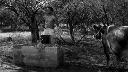 Lilien auf dem Felde Bild 8