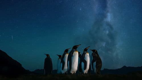 Tiere im Sturm Bild 1