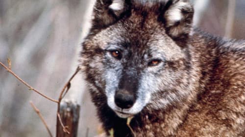 Cry of the Wild Bild 1