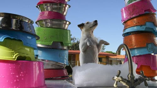 Pancho, el perro millonario Bild 2