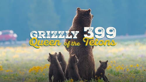Grizzly 399: Queen of the Tetons Bild 1