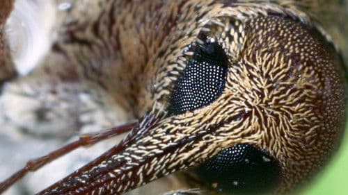 Die Eiche - Mein Zuhause Bild 4