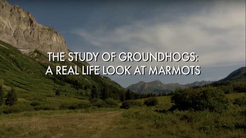 The Study Of Groundhogs: A Real Life Look At Marmots Bild 1