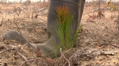 A Thousand Pines Bild 1