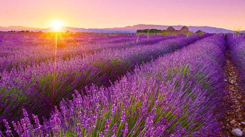 Les Lavandes et le Réséda Bild 2