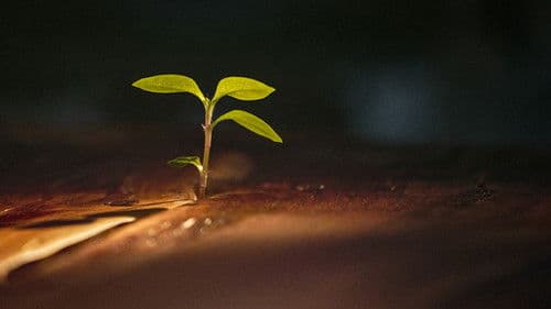 The Life of Mr. Human Bild 6