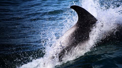 Hai vs. Delfin Bild 4