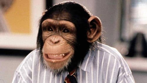 The Barefoot Executive Bild 2