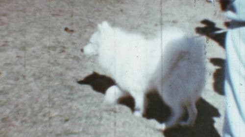 Tiffany Dog Show Bild 1