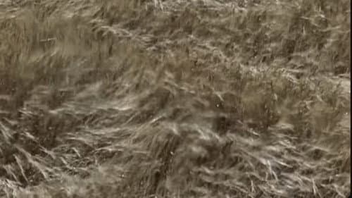 Kuban-Kosaken Bild 2