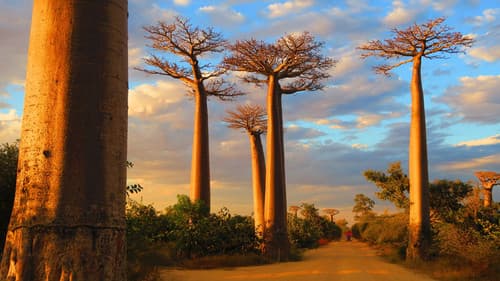 Madagascar, l'île sauvage Bild 1