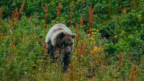 The Bear Beneath Bild 3