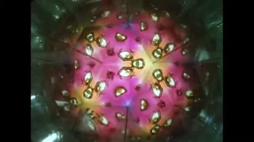 The Electric Grandmother Bild 4