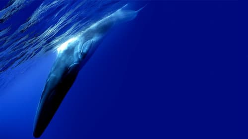 Der einsamste Wal der Welt Bild 3