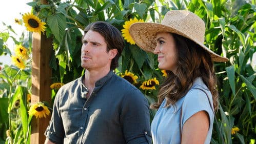 Liebe im Sonnenblumenfeld Bild 6