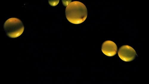 All We Sheep Have Gone Astray Bild 2