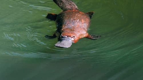 Platypus: World's Strangest Animal Bild 1