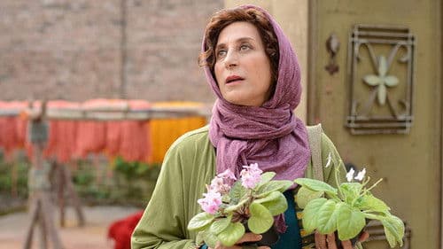 بنفشه آفریقایی Bild 1