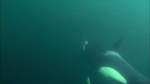 Killer Whales - The Ultimate Guide Bild 1