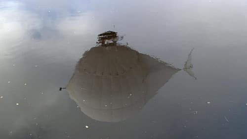 The White Diamond Bild 5