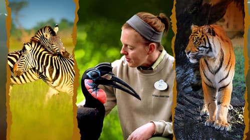 Die Magie von Disney's Animal Kingdom Bild 1