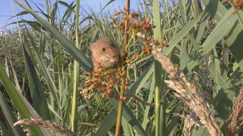 Aélia, la souris des moissons Bild 1