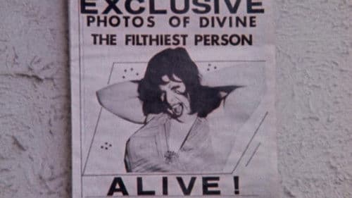 Pink Flamingos Bild 5