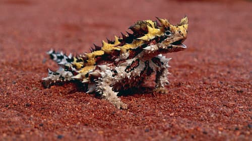 Little Giants – Kleine Tiere ganz groß Bild 2