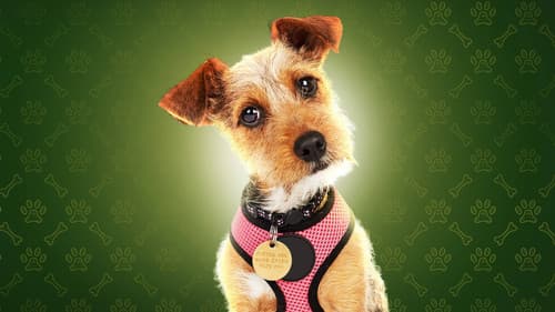 The Dog House Bild 1