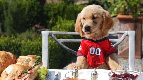 Air Buddies - Die Welpen sind los Bild 4