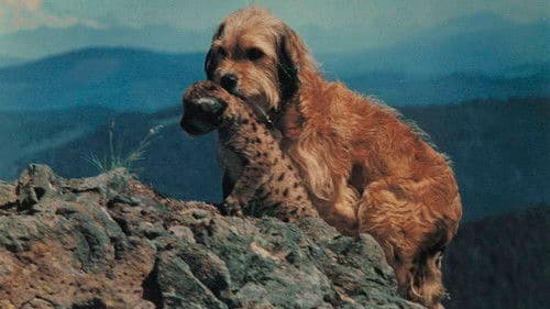 Benji, sein größtes Abenteuer Bild 3