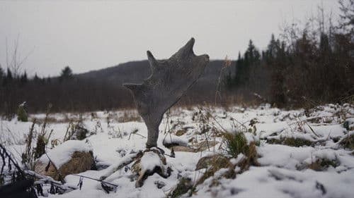 Festin boréal Bild 2