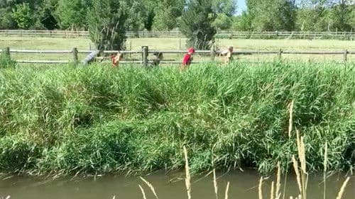 The Cat Herd 2: The Weregrasshopper Bild 2