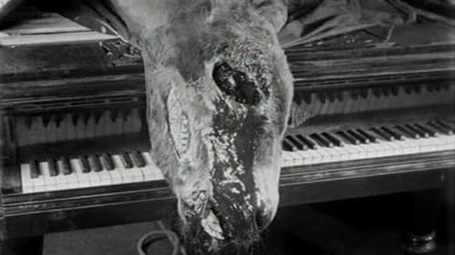 Ein andalusischer Hund Bild 7