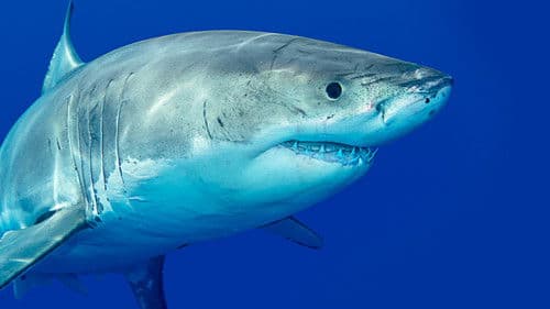 Rivalen: Haie vs. Orcas Bild 5