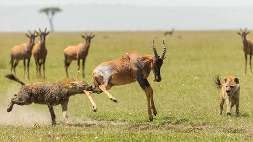Der Clan der Hyänen Bild 1