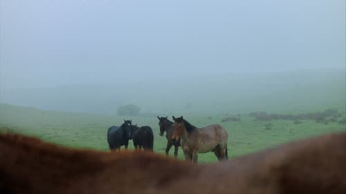 Stille Beobachter Bild 2