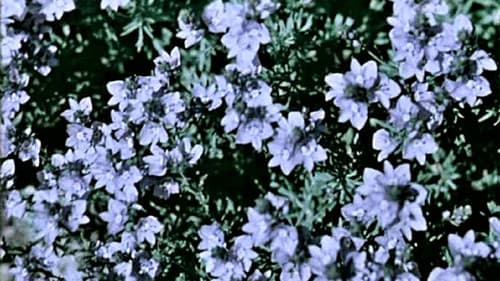 საპოვნელა Bild 2